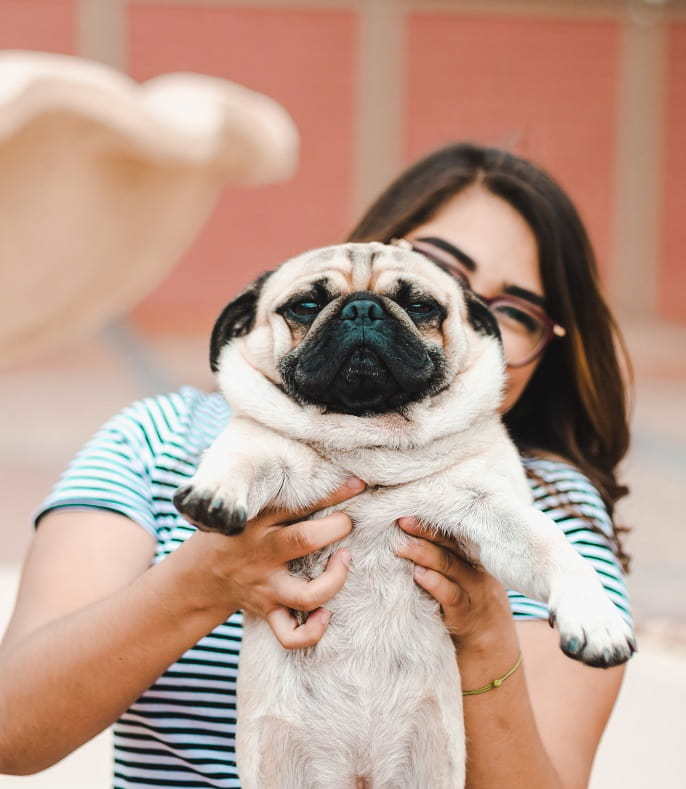 Cute pug and teen in a senior picture