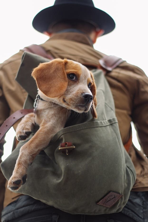 Dog in a backpack