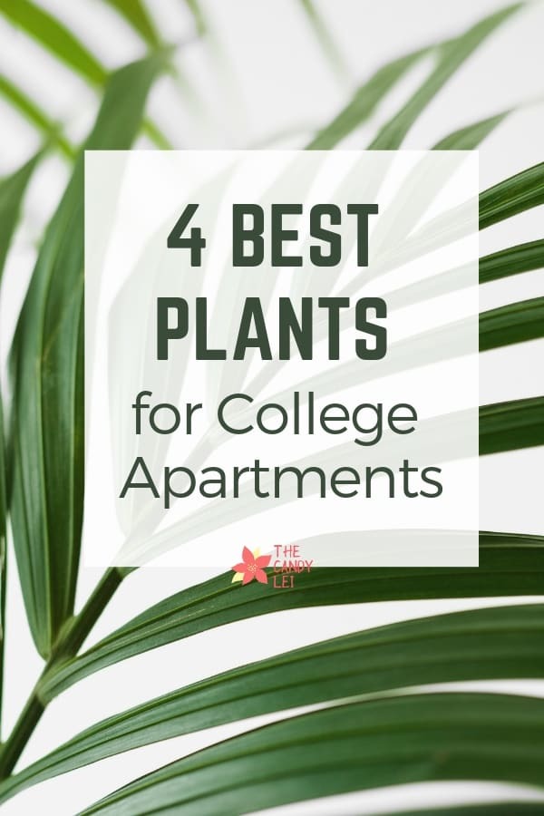 The Best plants for apartments