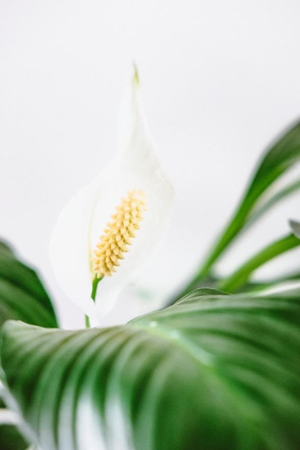 Peace Lily's will grow well as a dorm room plant