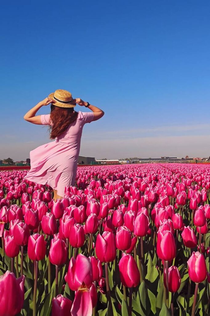 spring senior picture in tulip field