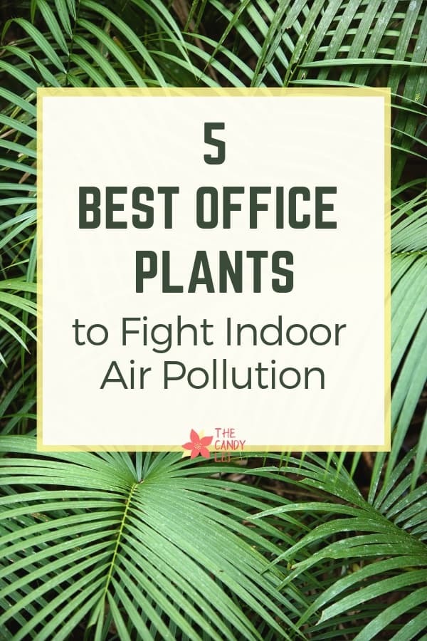 Best office plants to fight indoor air pollution