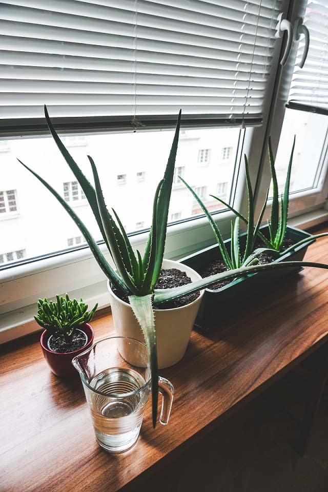 Aloe Vera and other succulents are good plants for your dorm room