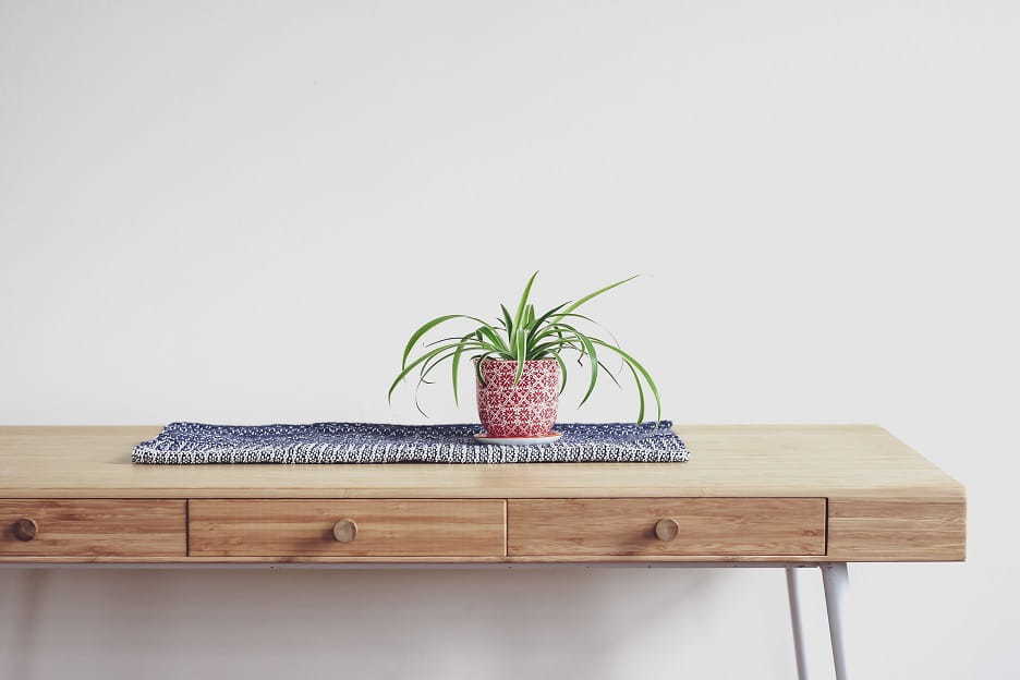 7 Best Dorm Room Plants that Clean Your Air